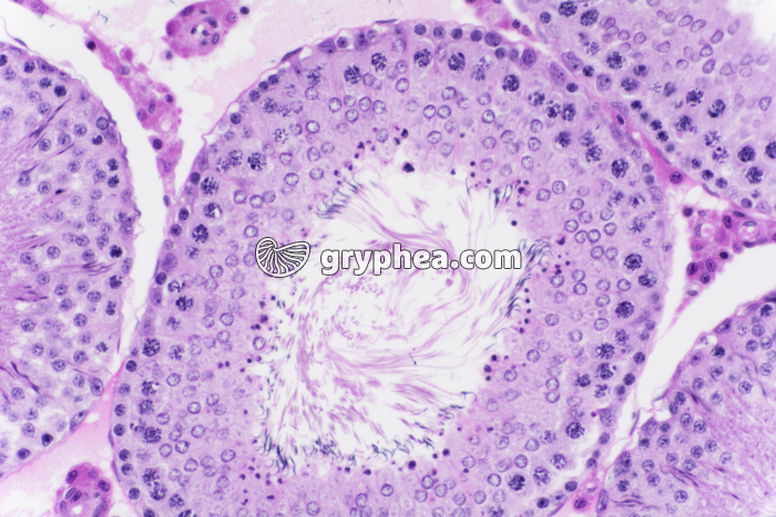 Testicule de Cobaye x100 - gryphea.com